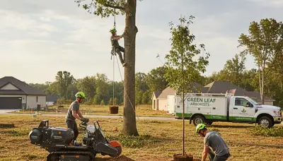 Professional tree planting service team in Clearwater, FL preparing coastal landscape for new trees