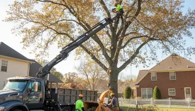 Professional tree removal service in Clearwater, FL safely cutting and clearing large storm-damaged trees