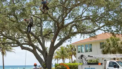 Professional tree removal service in Clearwater FL safely cutting and clearing large oak tree