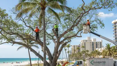 Professional tree removal service in Clearwater FL by expert arborists at Tree Service in Clearwater