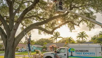 Professional tree removal service in Clearwater FL by certified arborists