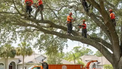 Professional tree removal service in Clearwater FL by local certified arborists
