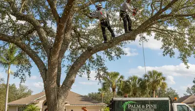 Professional tree removal service in Clearwater FL by certified arborists