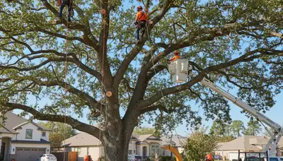 Arborist trimming palm tree near coastal home in Clearwater, FL for professional tree service