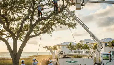 Professional tree removal service in Clearwater FL by certified arborists at Tree Service in Clearwater