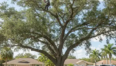 Professional tree removal service in Clearwater FL by certified arborists