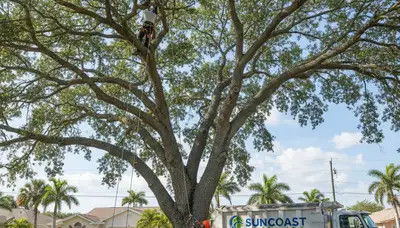 Professional tree removal service in Clearwater FL by certified arborists