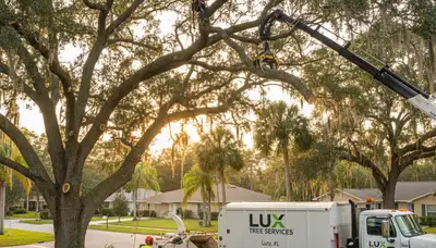 Professional tree removal service in Clearwater FL by certified arborists