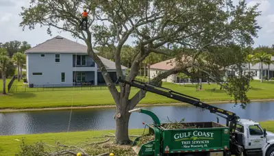 Professional tree removal crew working safely in Clearwater FL residential yard