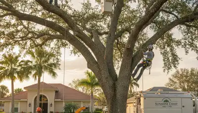 Professional tree removal service in Clearwater FL by local certified arborists