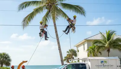 Professional tree removal service in Clearwater FL by certified arborists
