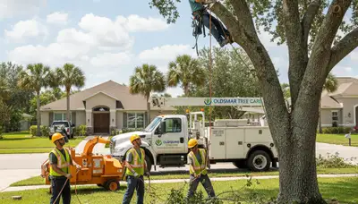 Professional tree removal service in Clearwater FL by certified arborists