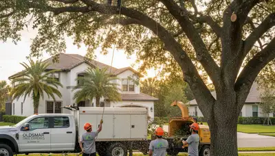 Professional tree removal service in Clearwater FL safely cutting large oak tree