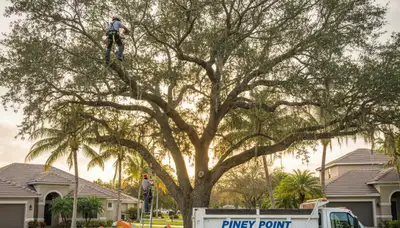 Professional tree removal service in Clearwater FL by certified arborists