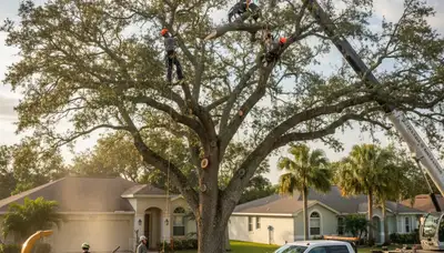 Professional tree removal service in Clearwater FL by certified arborists at Tree Service in Clearwater