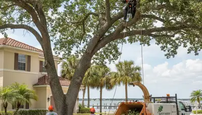 Professional tree removal service in Clearwater FL safely cutting damaged oak tree branches