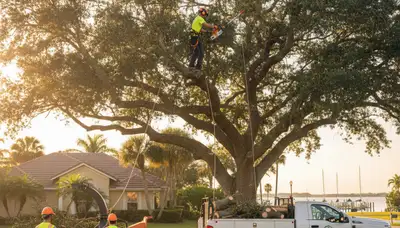 Professional tree removal service in Clearwater FL by certified arborists