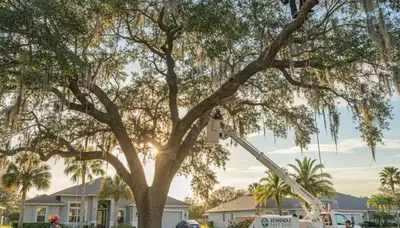 Professional tree removal service in Clearwater FL by local tree experts at Tree Service in Clearwater