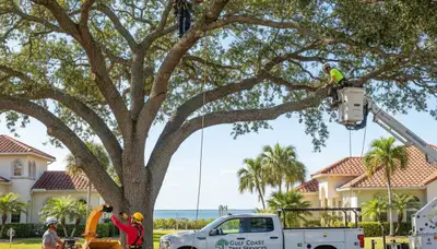 Professional tree removal service in Clearwater FL by certified arborists