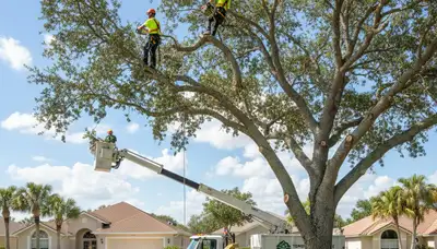 Professional tree removal service in Clearwater FL by certified arborists