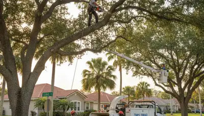 Professional tree removal service in Clearwater FL by certified arborists