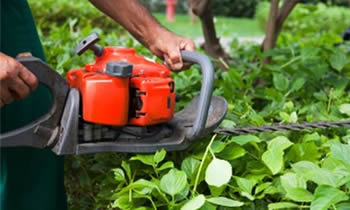 Shrub Removal in Clearwater FL Shrub Removal Services in Clearwater FL Shrub Care in Clearwater FL Landscaping in Clearwater FL