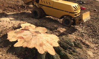 Stump Removal in Clearwater FL Stump Removal Services in Clearwater FL Stump Removal Professionals Clearwater FL Tree Services in Clearwater FL
