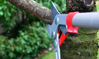 Tree Pruning Services in Clearwater FL