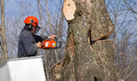 Tree Removal in Clearwater FL