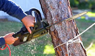 Tree Trimming in Clearwater FL